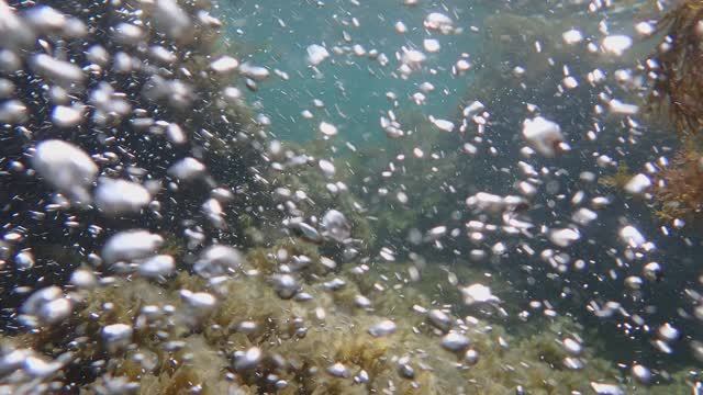 Черное море. В штормящем море под водой. КРЫМ. АКУЛЬЯ БУХТА.