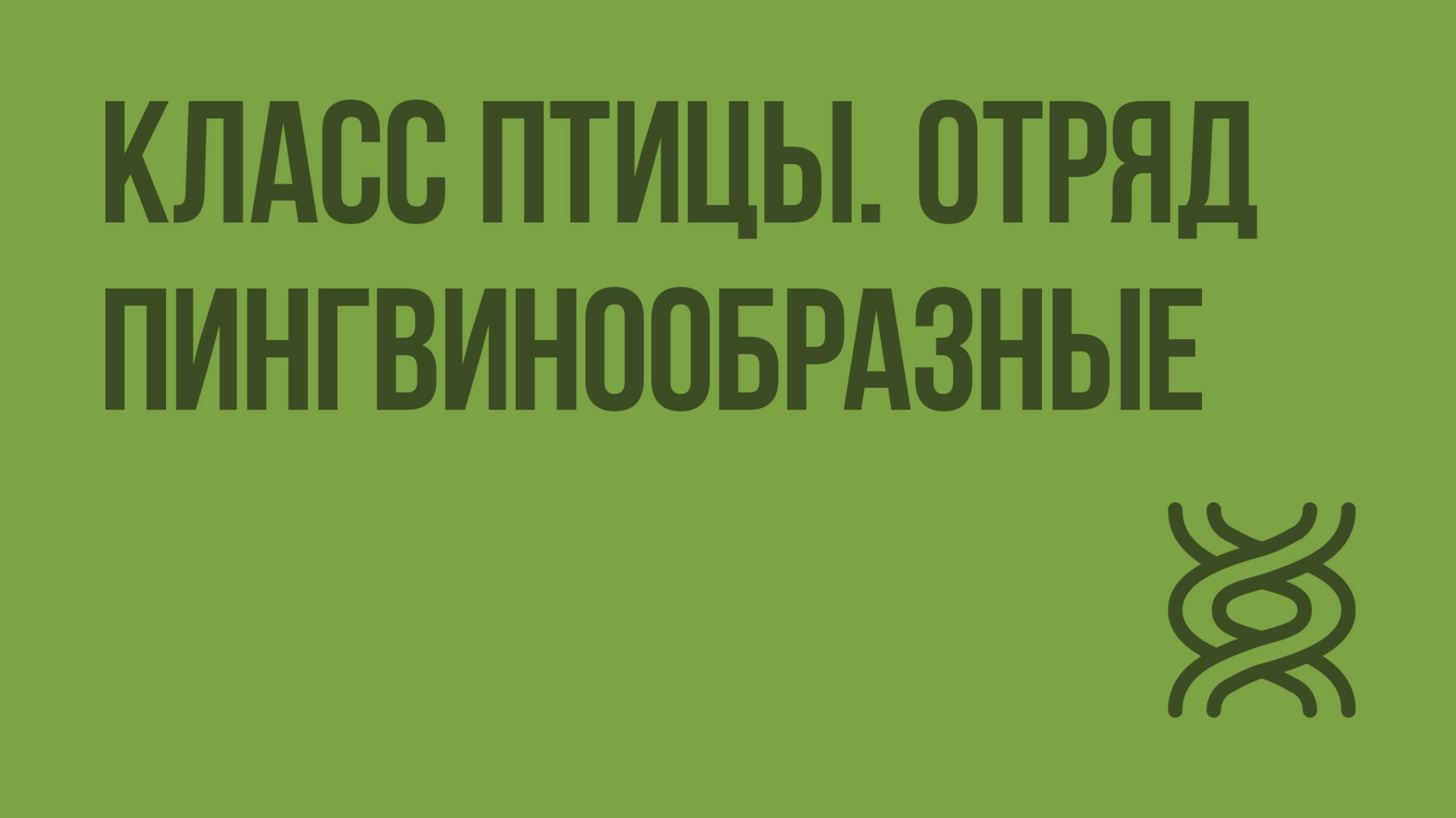 Класс птицы. Отряд Пингвинообразные. Видеоурок по биологии 7 класс