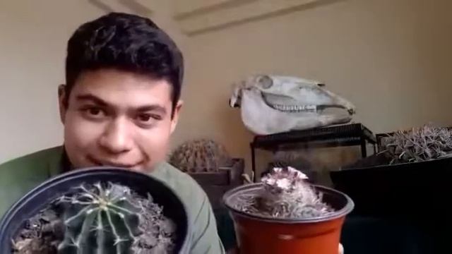 Cactus: los abuelitos del desierto