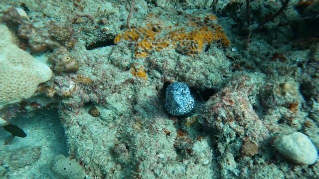 Spearfishing South Florida | Moray Eel Destroys Lionfish