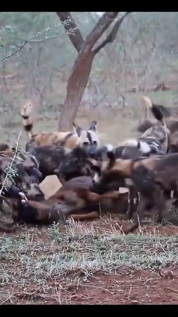 Too bad, the mother antelope was torn to pieces by wild dogs #shorts