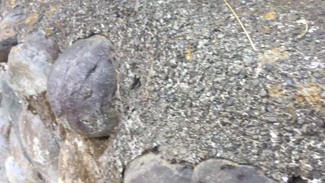 サムライアリ奴隷狩り 2019 05 24 16 29 07