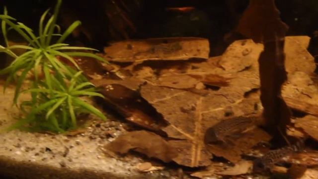 Baby corydoras trilineatus 2