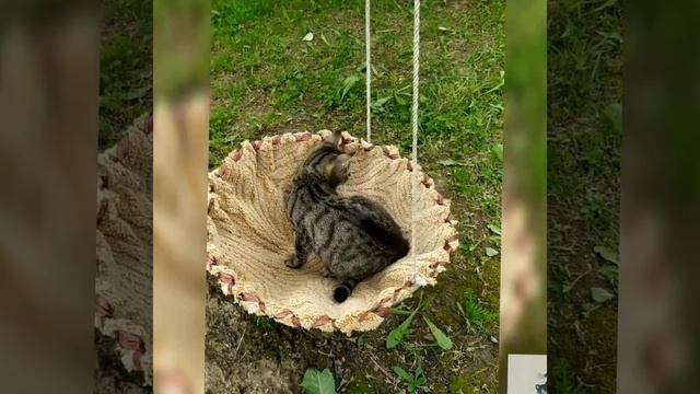 Смешные кошки. Приколы с котами. Супер - качели для кошек. Мягкие лапки