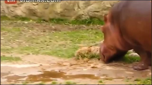 бигимот срёт под дапстеп