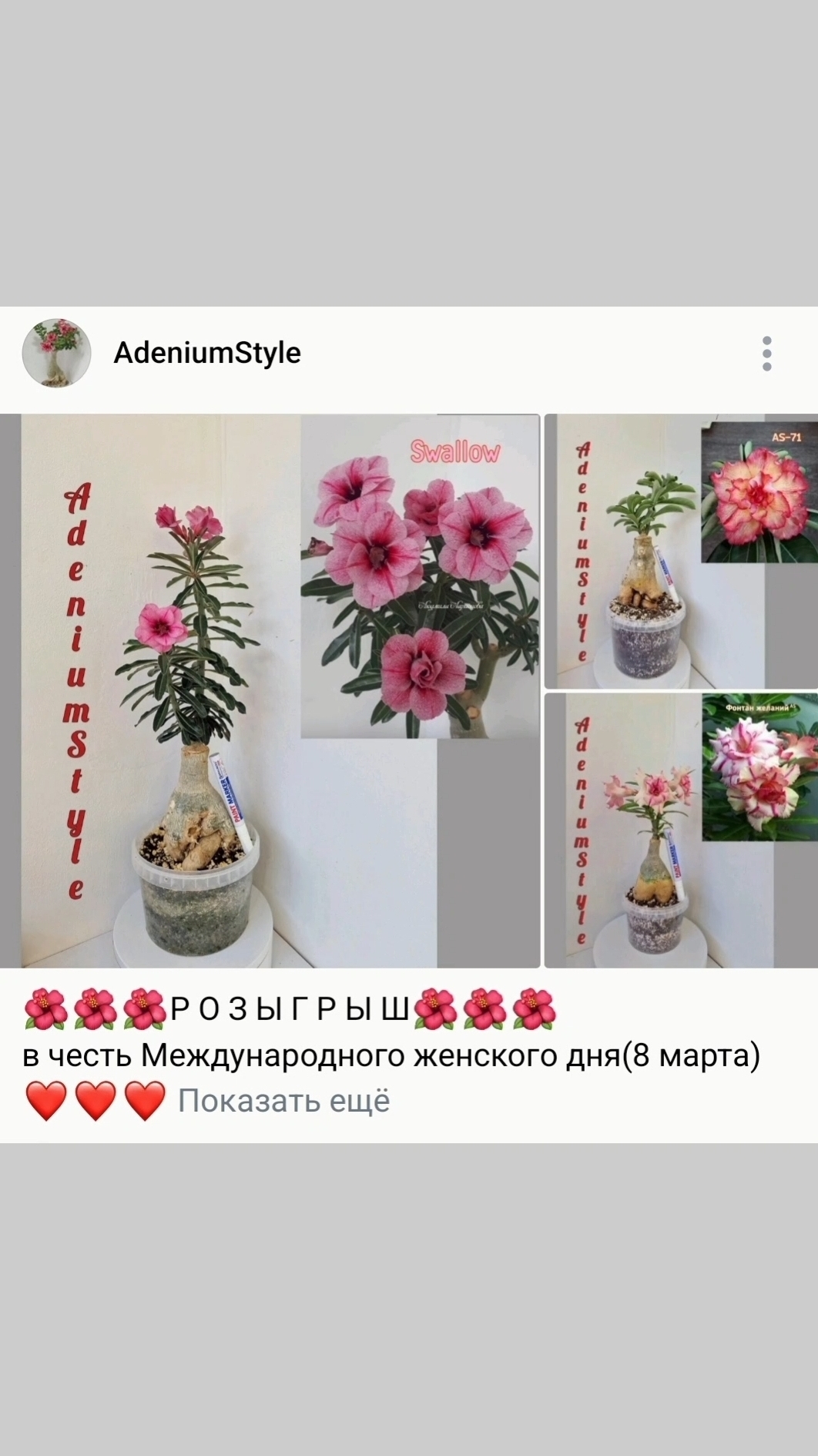 🌺розыгрыш🌺  Друзья! В моей группе AdeniumStyle(в ВК) я провожу розыгрыш в честь 8 марта.