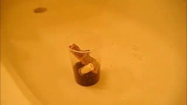 Housing Video 17 - Poecilotheria ornata (Fringed Ornamental)