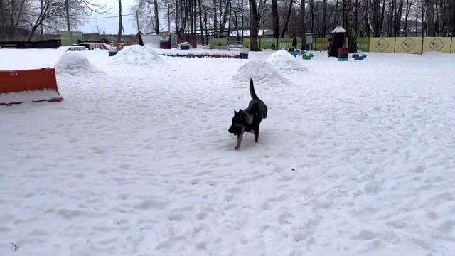 Дрессировка немецкой овчарки. Защита и послушание. Стив 1.2 года.