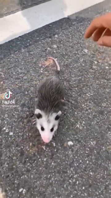 Opossum#shorts