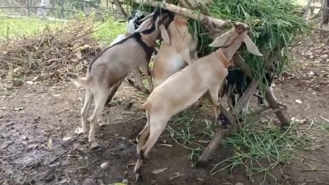 Getting Para Grass for our goats (compilation)