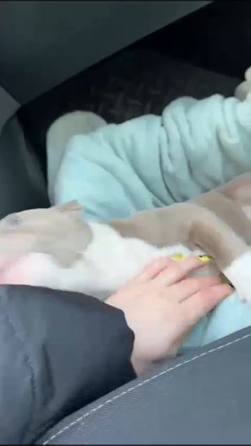 еще одна малышка отправилась в новый дом, будет жить в Москве.