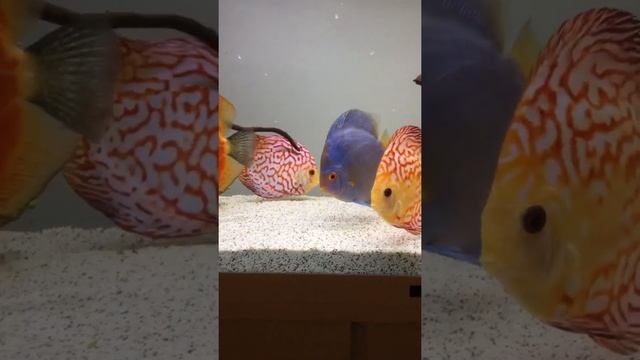 Nazzareno discus 1