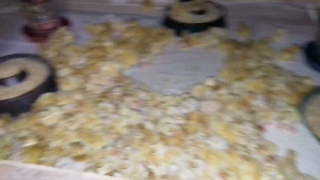 Техасский белый перепел от вывода до забоя. Часть 1