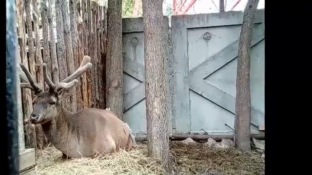 Видео и фотки с пародией на песню плакала.