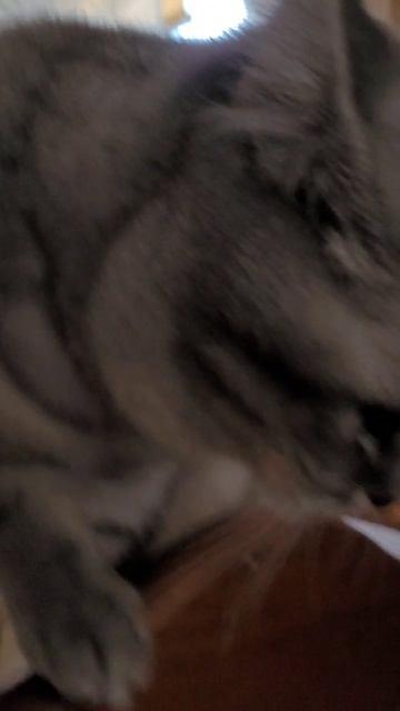 Нюська весну намывает 😼