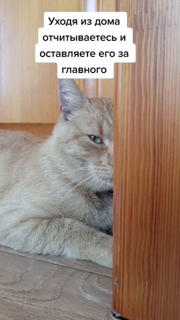 Мы в ВК https://vk.com/life_of_cats