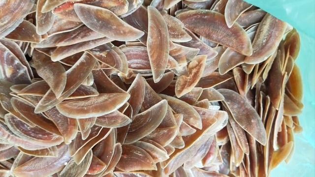 Murex operculum seashells