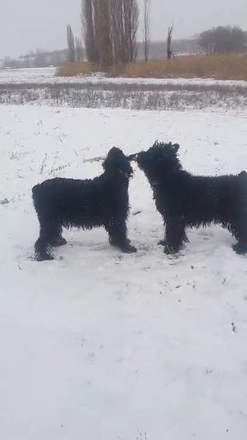 Краснодар. Мать Пули Флорис и бабка (ДАЗЮ, Зена) из Сочи. 26.02.25.