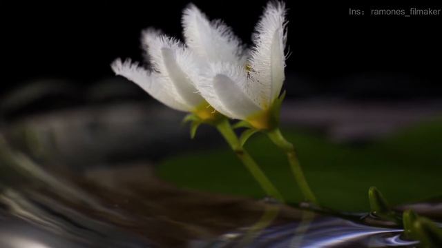 [Flower Blooming Time-Lapse]Lemon flower, Honeysuckle & Hosta flower