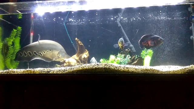 Feeding clown knife and Oscar fish