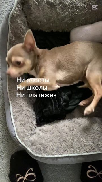 Права и обязанности ?🤪🐕