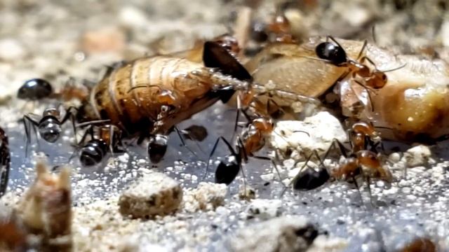 My Dorymyrmex bicolor colony 3 months 11-16-2023