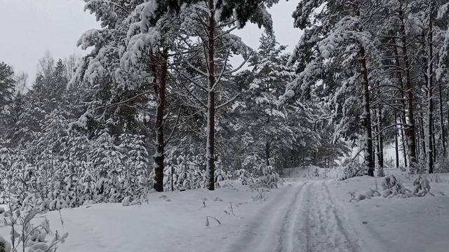 Зимний лес!