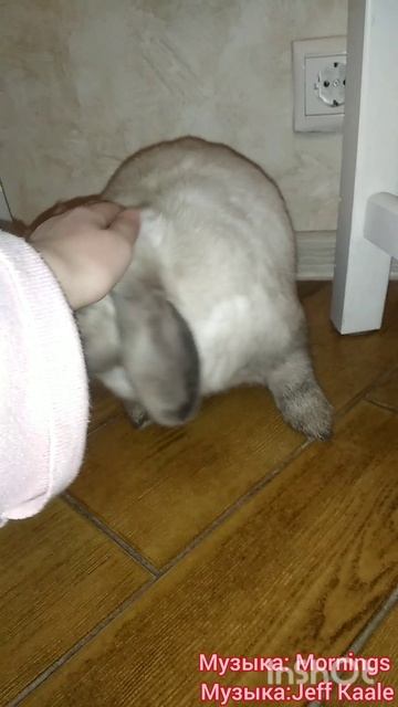 всем с днём кошек у меня кошки нет к сожалению но есть кролик 🩷🐰