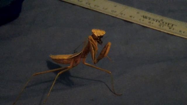 L7 Curious eating, female Tenodera sinensis