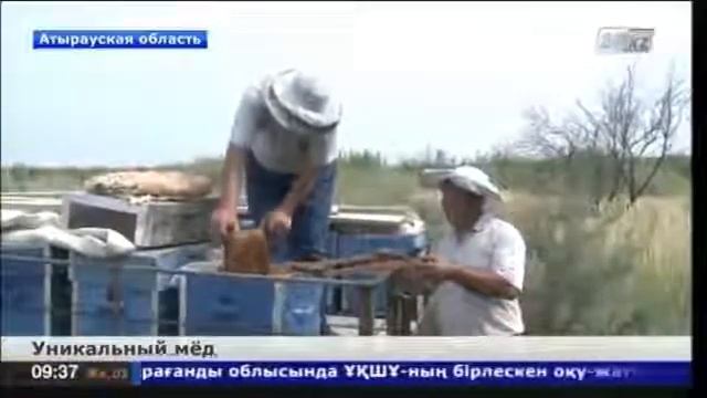 Пчеловодство Западного Казахстана