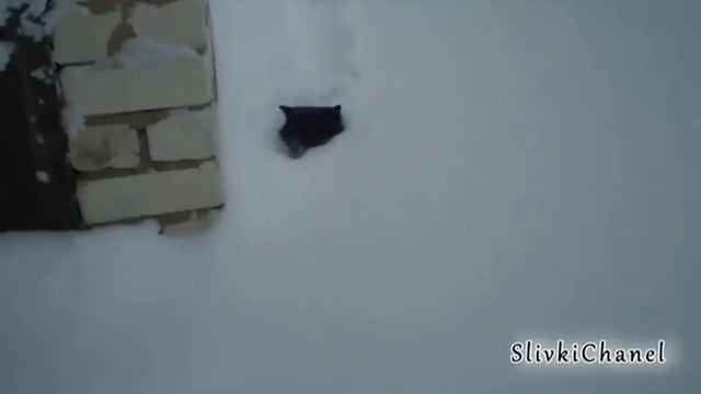 52 февраля 2013 года )