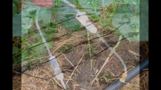 Система капельного орошения своими руками