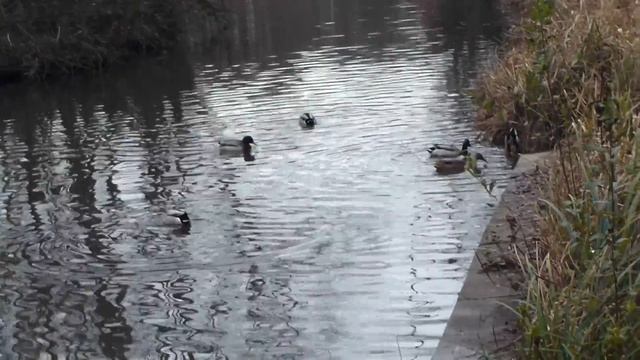Mallard - Anas platyrhynchos - Stokkendur - Fuglalíf - Tjarnfuglar