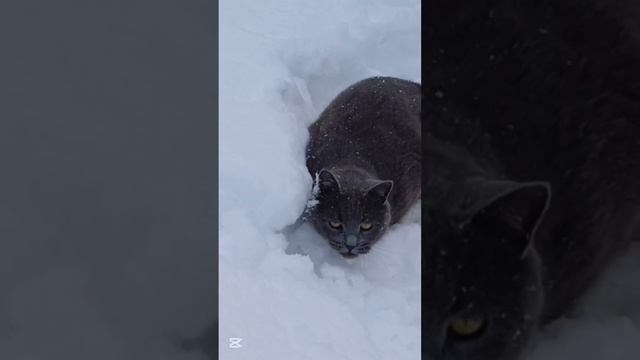 с весной вас 🐱