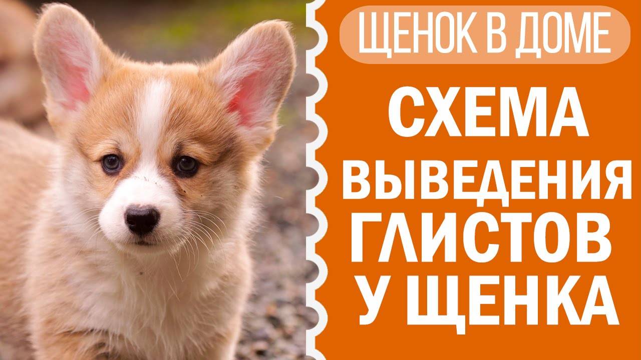 Как вывести глистов у щенка дома? Советы от Софи! 🐕💊