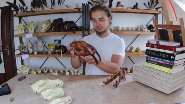 Receiving, The marsupial Sabertooth,  Thylacosmilus atrox.