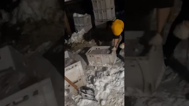 Власти пытаются закрыть приют и расправиться с животными.