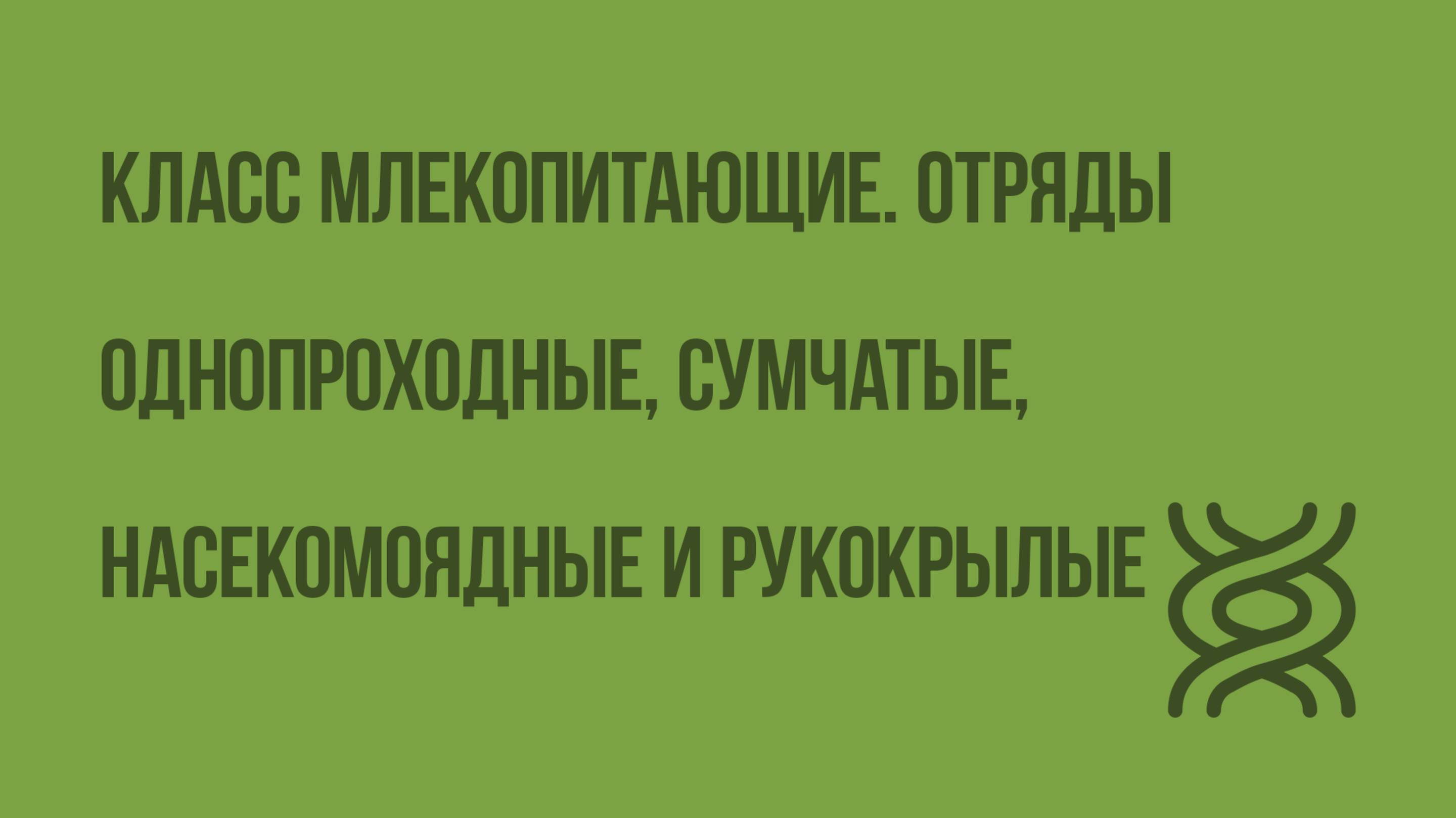 Класс млекопитающие. Отряды Однопроходные, Сумчатые, Насекомоядные и Рукокрылые. Видеоурок