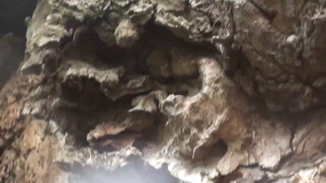 Ботанічна пам'ятка природи місцевого значення: Дуб "Гаркуші" 400 років. 1972 р