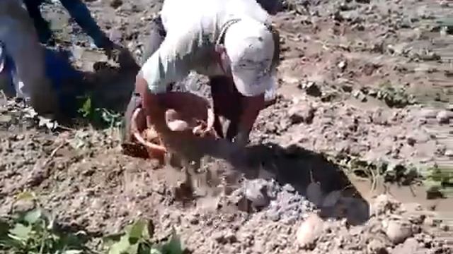 Asi se trabaja aqui en estados unidos piscando camote Paque vean k el dinero k gana uno no es fácil
