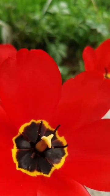 Тюльпаны на крайнем севере 🌷