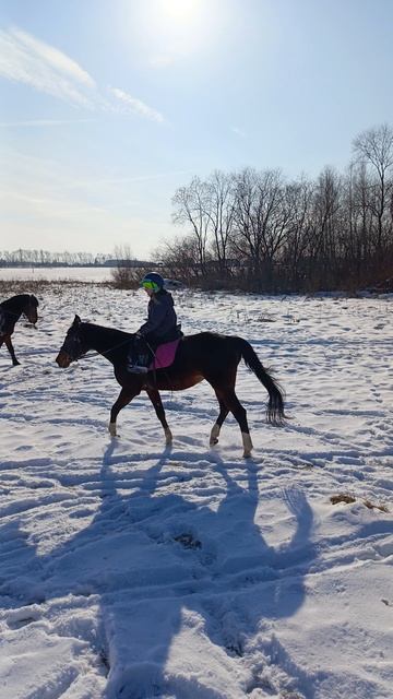 Соня и Флейта, рысь в поле впервые. #horse, #equestrian, #лошади, #pony, #конный спорт.