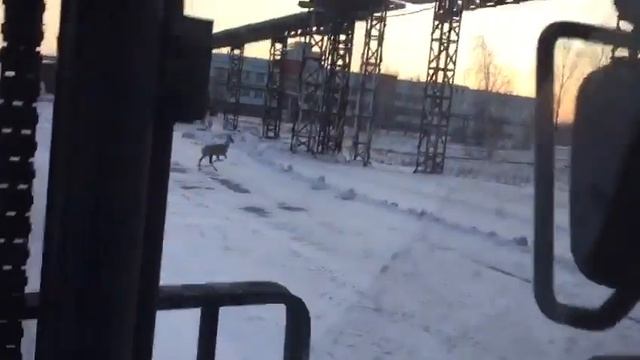 Косуля на ЭПМ-НовЭЗ