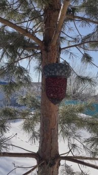 Чем кормить птичек в кормушке, кормим животных. Первый день весны, утро в деревне. Кормушка