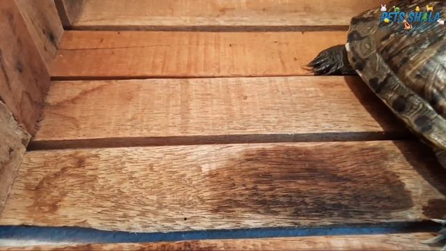 Turtle tank setup hindi | my turtle tank setup | how to setup a turtle tank