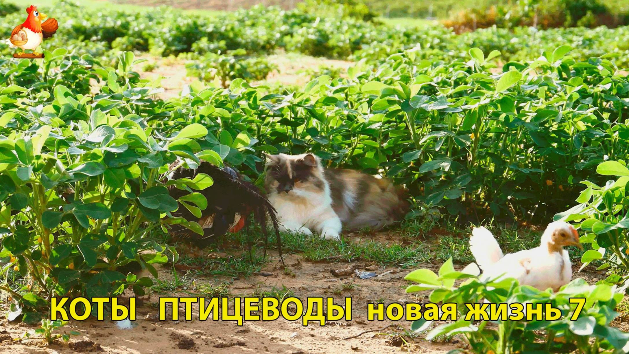 Коты птицеводы со своими подопечными 😹🐈🐈 Новая жизнь – выпуск (7) ❣️🤗😂