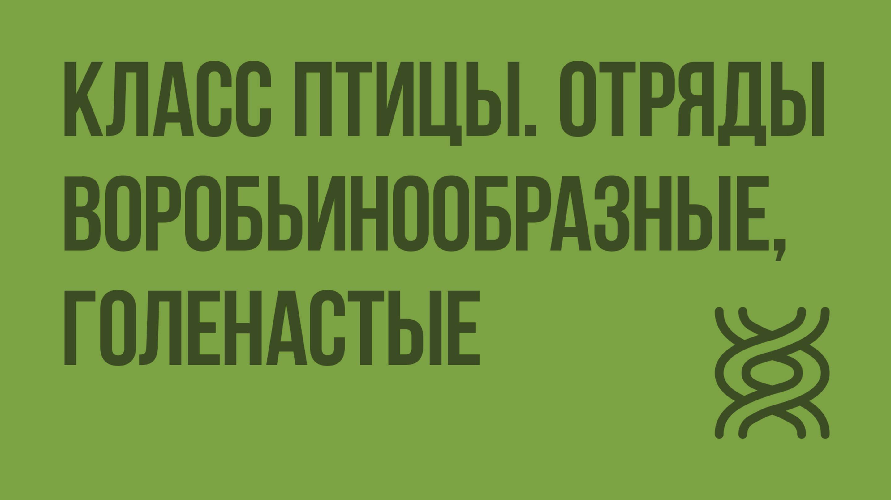 Класс Птицы. Отряды Воробьинообразные, Голенастые. Видеоурок по биологии 7 класс