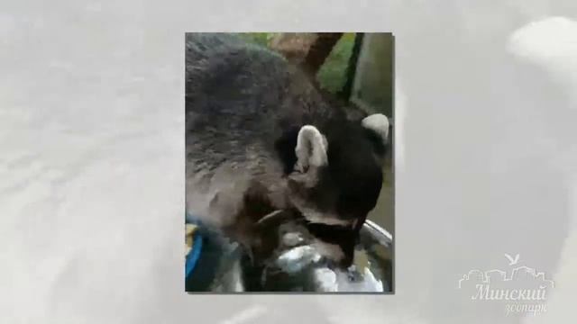 У енотов такая большая ❤️ к полосканию!