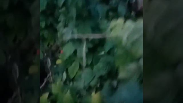 Малина Канадская.
