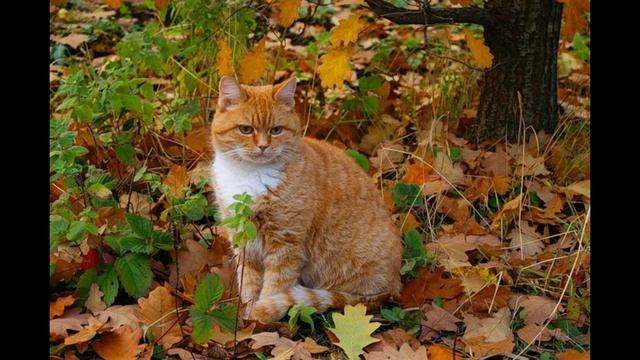 Виктор Рзянин. Случайное слово